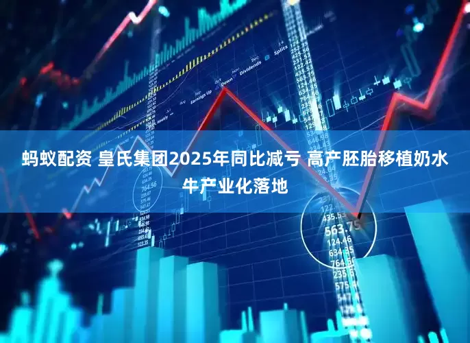 蚂蚁配资 皇氏集团2025年同比减亏 高产胚胎移植奶水牛产业化落地